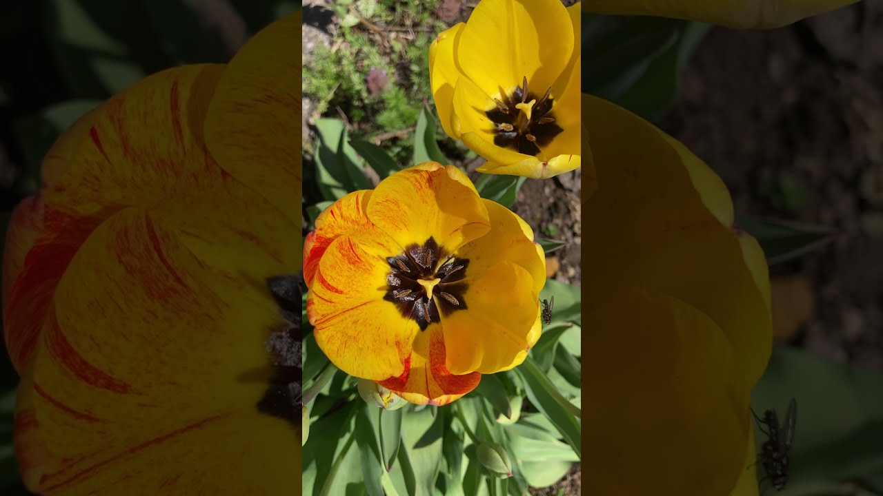 Darwin & Fosteriana tulips (cultivars, sub-species, varieties that resemble Tulipa fosteriana