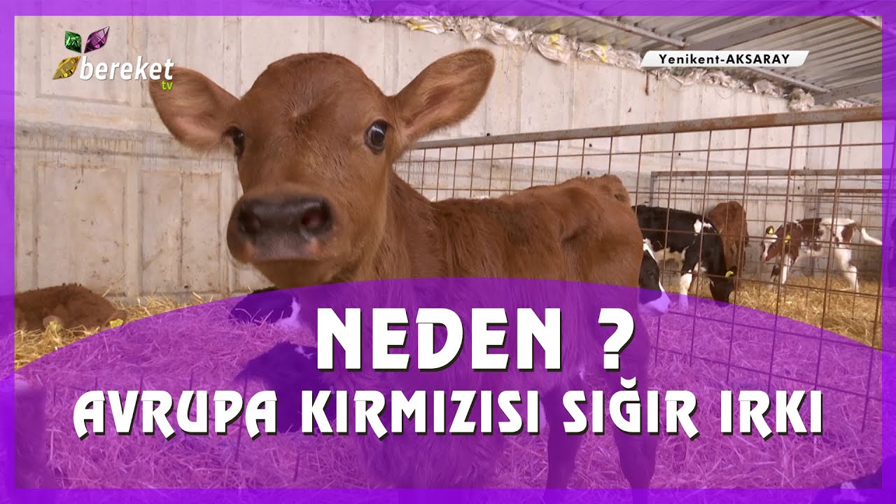 Neden Avrupa Kırmızısı Sığır Irkı