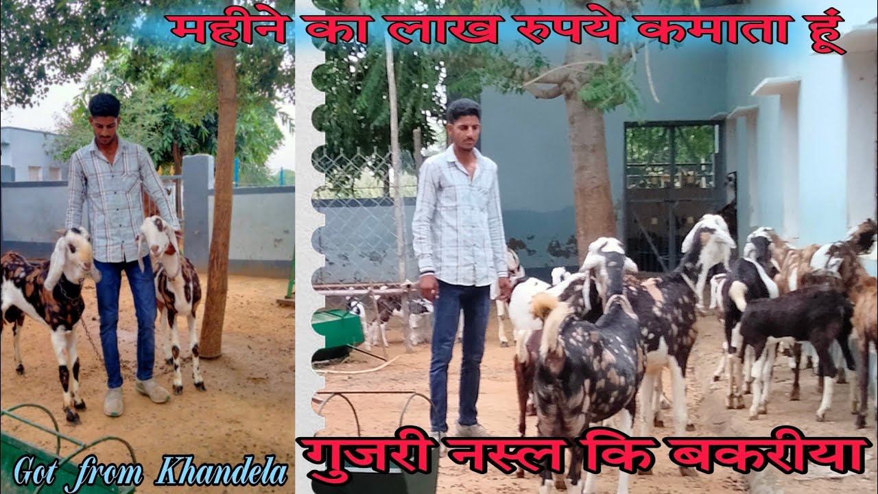 महीने का लाख रुपये कमाता हूं ‌🤑 गुजरी नस्ल कि बकरीया  GOT FROM KHANDELA // @Gotfarmkhandela #gotfarm