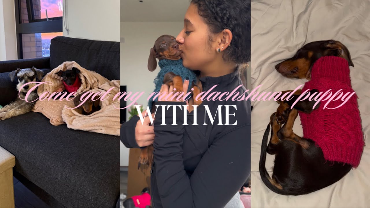 Come get my mini dachshund puppy with me + prepare for their arrival 🎀🐾✨