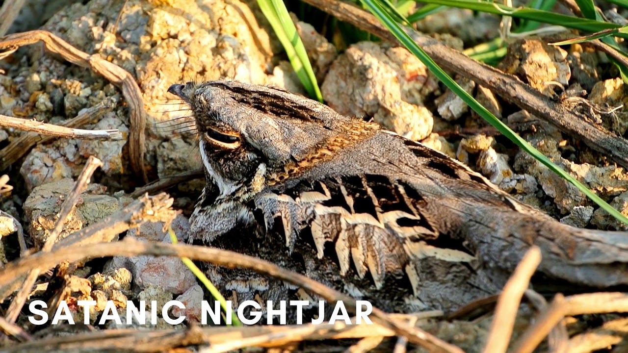 Birds of Asia with Sounds | Names of Asian Birds for Children | Learn Various Birds of Asia