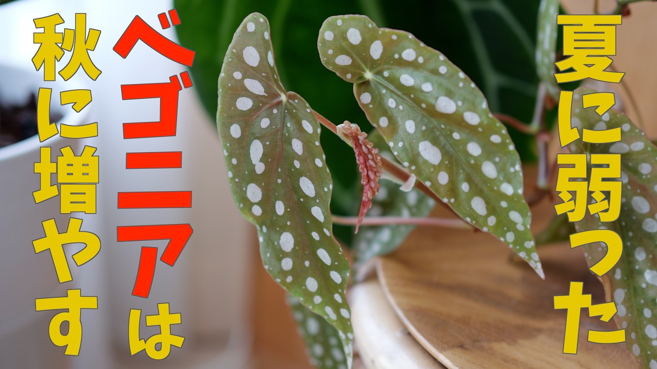 【ベゴニア】増やすなら今がチャンス｜増やし方｜挿し木｜水挿し｜葉挿し