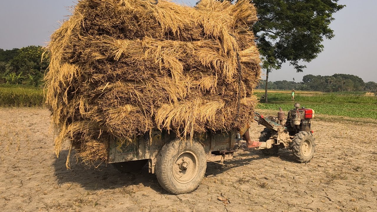 Power tiller Farmers are picking Paddy from the field with power tiller tractor Banglar Krishi B/K