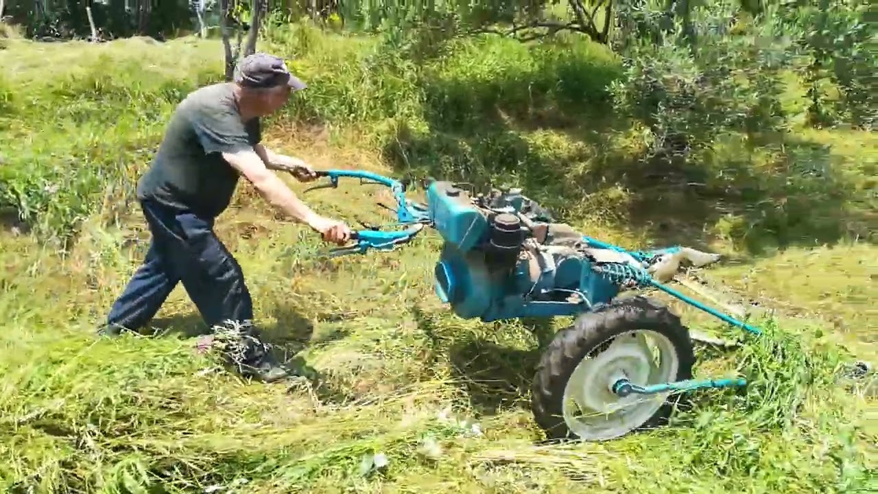 Falciatura sotto gli ulivi in pendenza con motofalciatrice Bertolini 124D