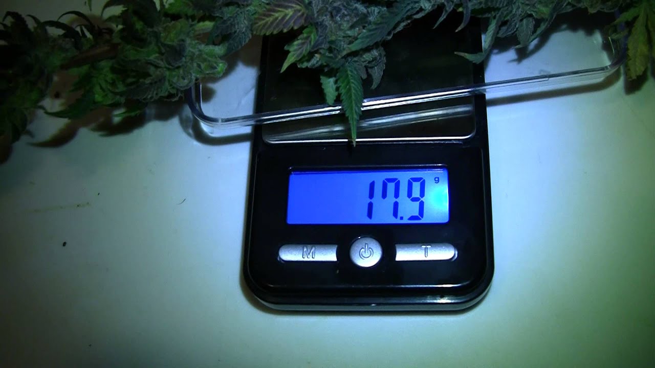 Backbuilding Results - Dinafem Blue Kush Harvest