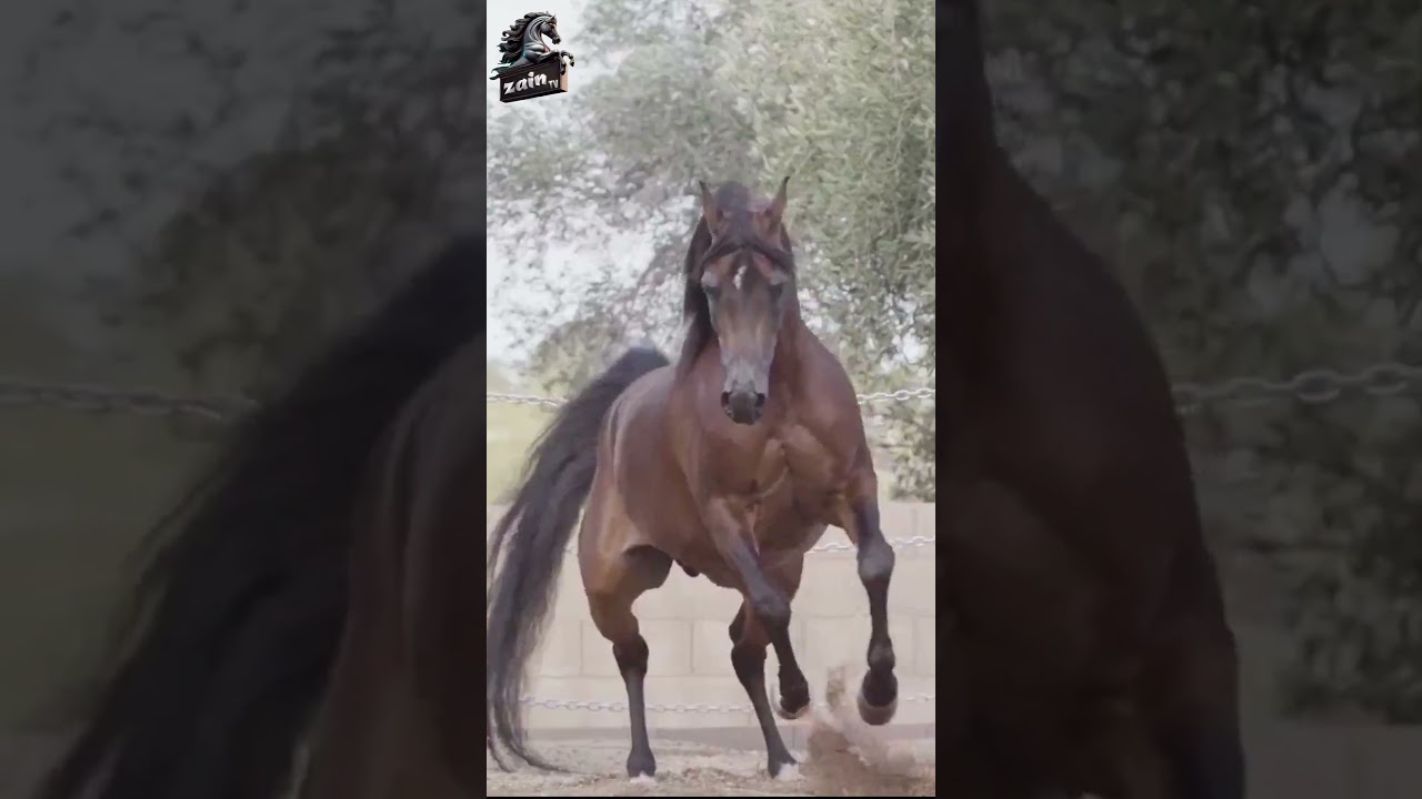 الأسطورة المنتج الراحل 🏆 إلتينو 🏆 ابن الأسطورة دي إيه فلنتينو ابن الأسطورة فيرساتشي | EL TINO 