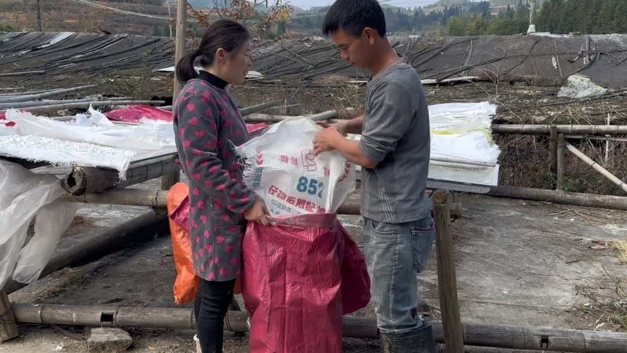 看一下一车地瓜能炸多少粉？