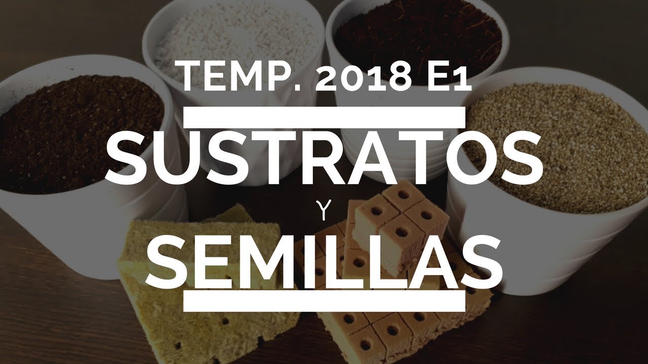 COMO CULTIVAR CHILES | AJIES | PIMIENTOS EN CASA - EP 01 - SUSTRATOS Y SEMILLAS