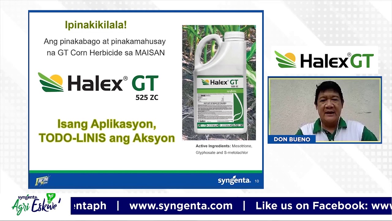 Hindi dapat ipagpaliban ang pag-ispray ng HALEX GT sa maisan! Alamin kung bakit!