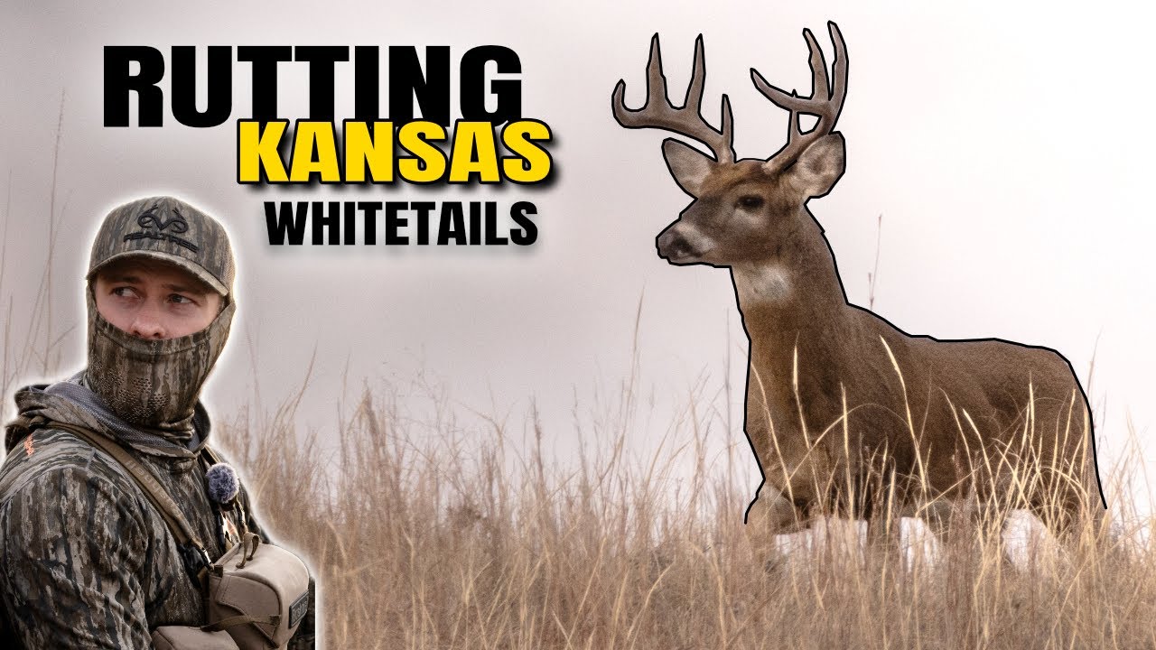 Bowhunting KANSAS Public Land - Rattling BIG BUCKS into close range...
