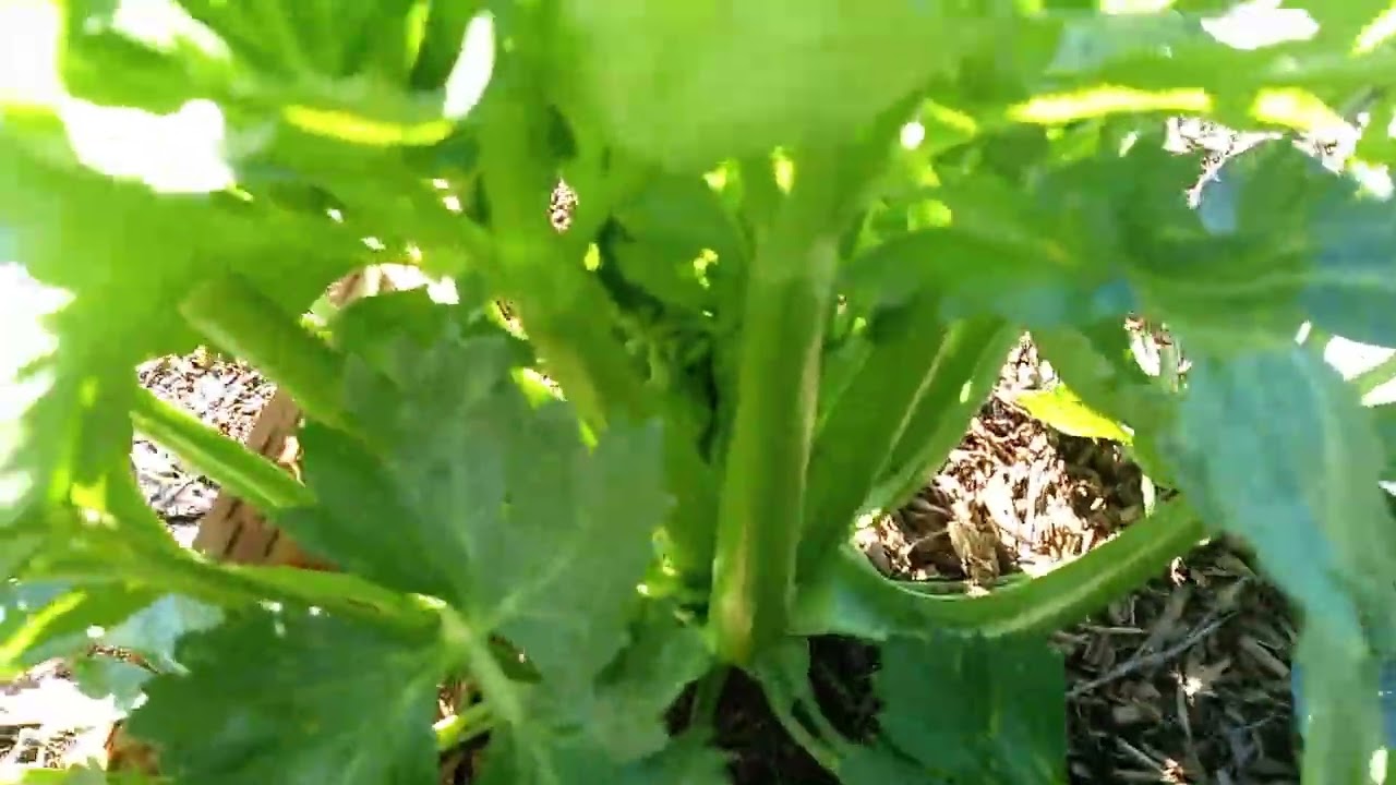 Garden tour
