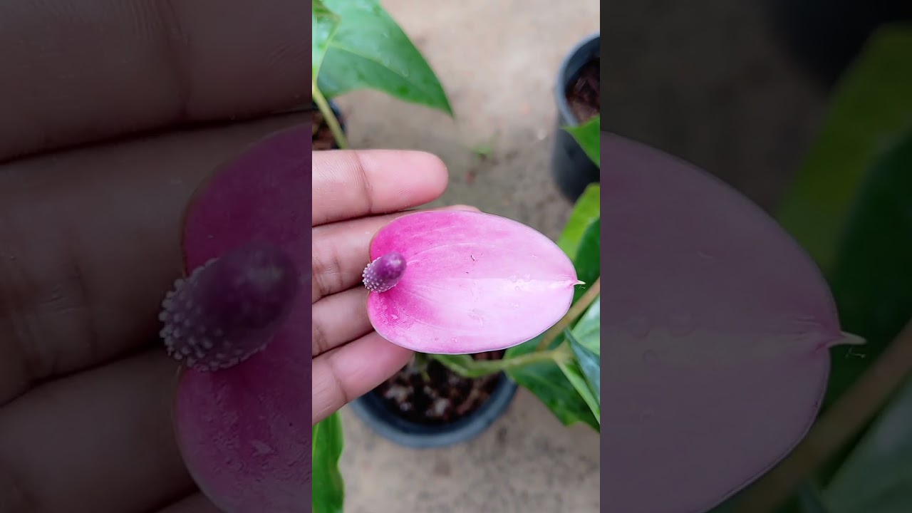 කැමති ප්ලාන්ට් ගන්න 🥰🥰පැකේජ් 2ක් ගෙනාවා යාලුවනේ 🥰🥰 ☎️0772588509