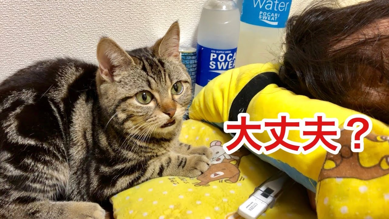 体調不良の妹を全力で心配しに来てしまった猫ｗ