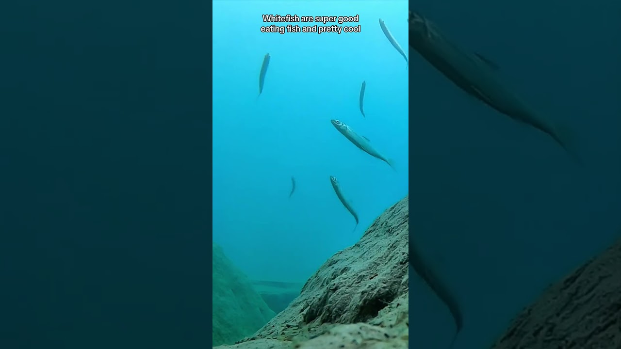 Catch of the Day: Lake Superior's Finest on Camera! #lakewhitefish #whitefish