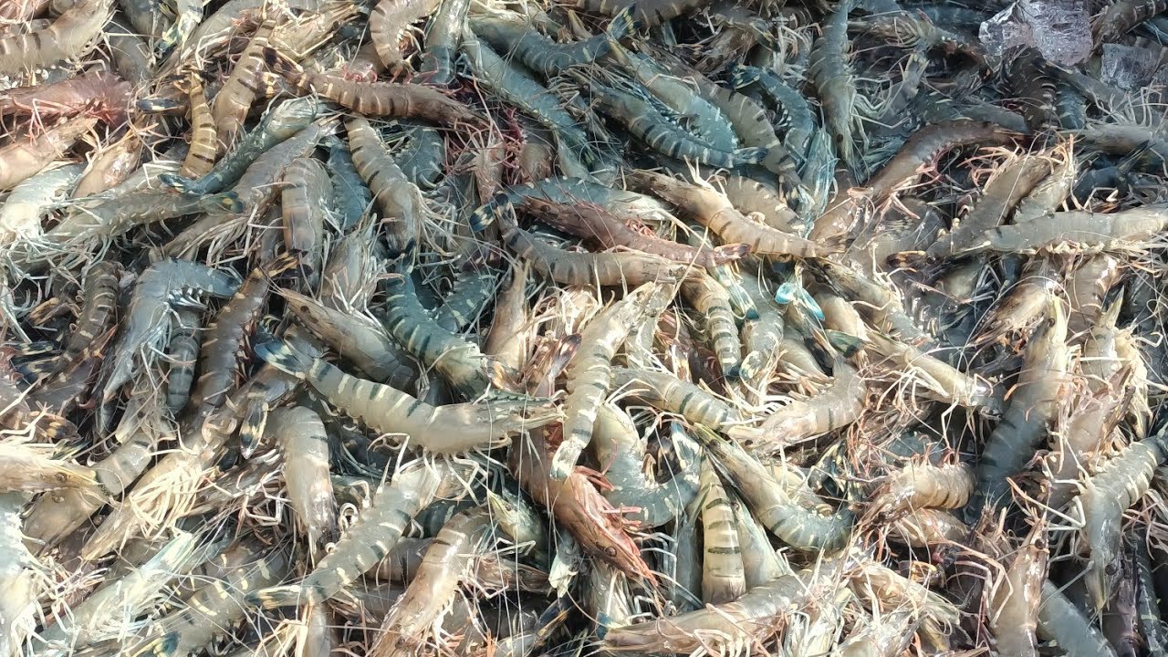 pond pe churi ho gaya😭. #prawnfarming #farmersagar18vlogs