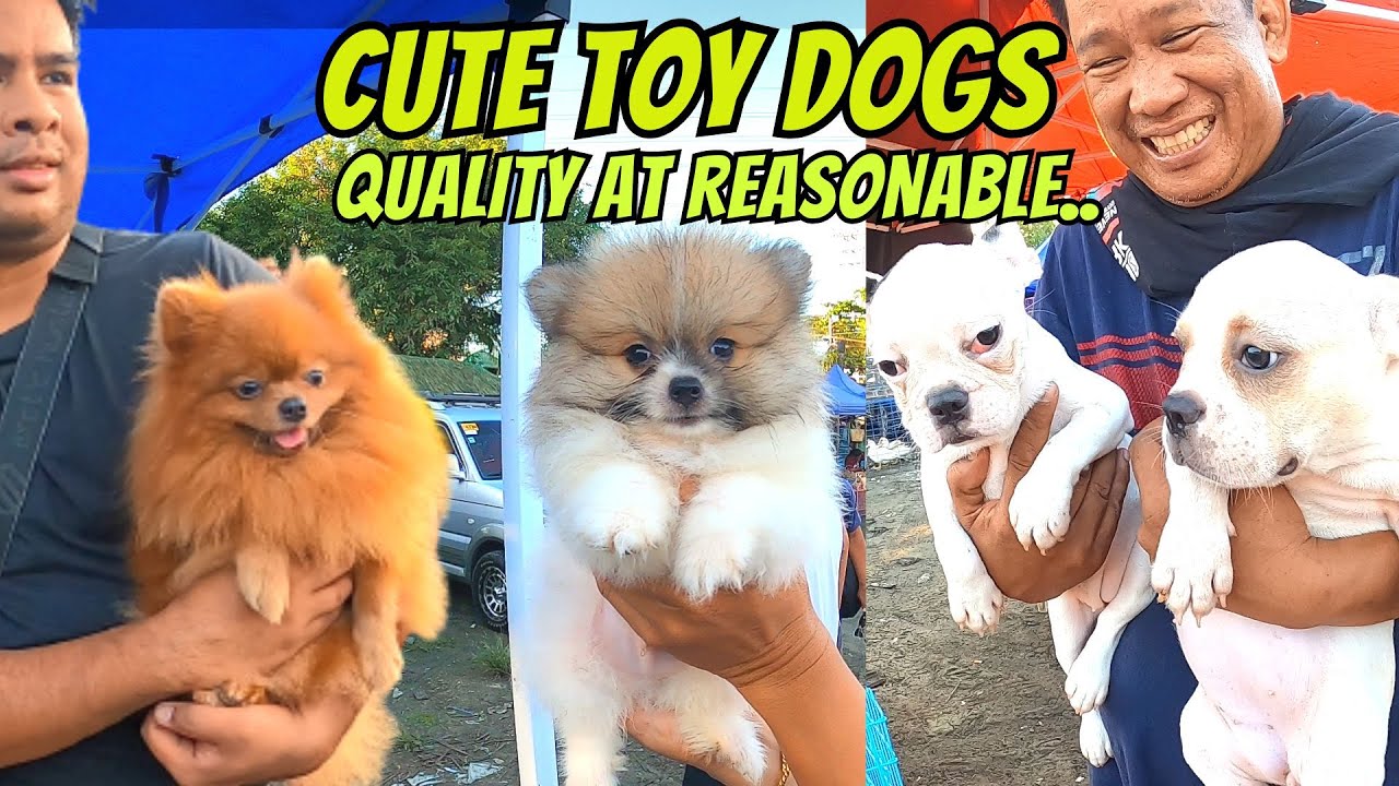 KAKA-GIGIL MGA IMPORT LINE, TEACUP SIZE, FLUFFY  POMERANIANS..
