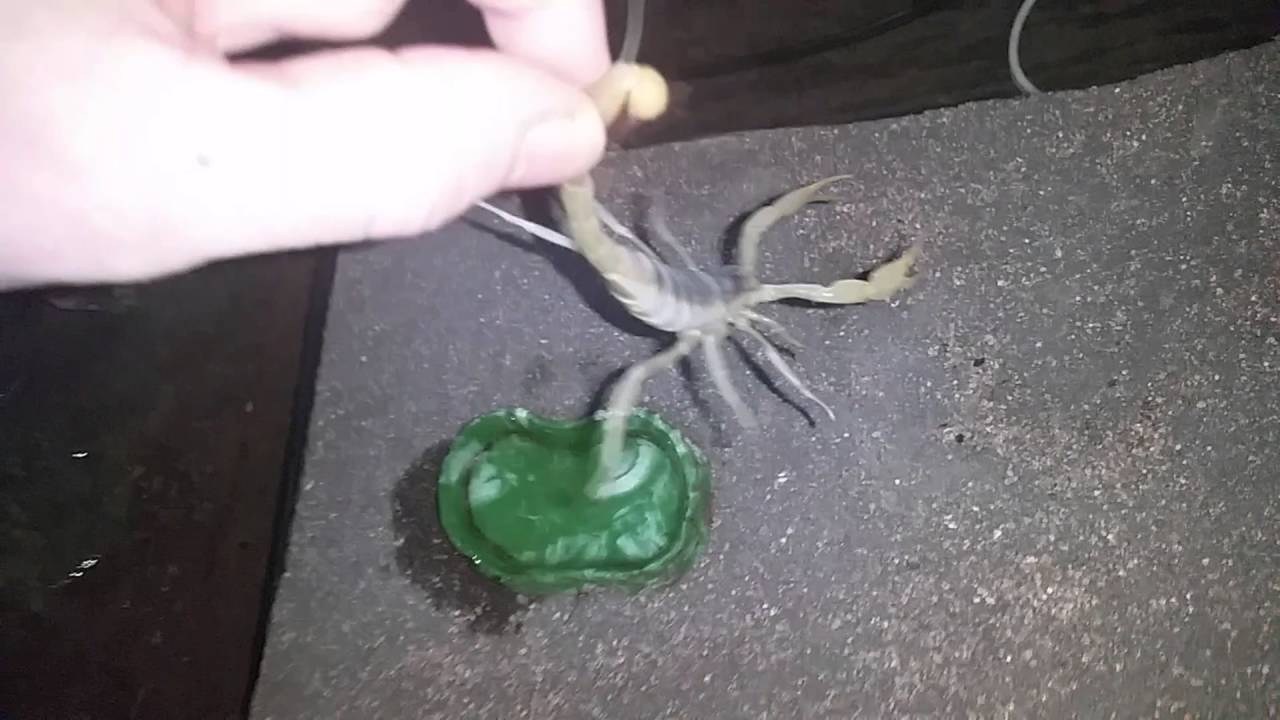 Giant Desert Hairy Scorpion  (Correct Handling)