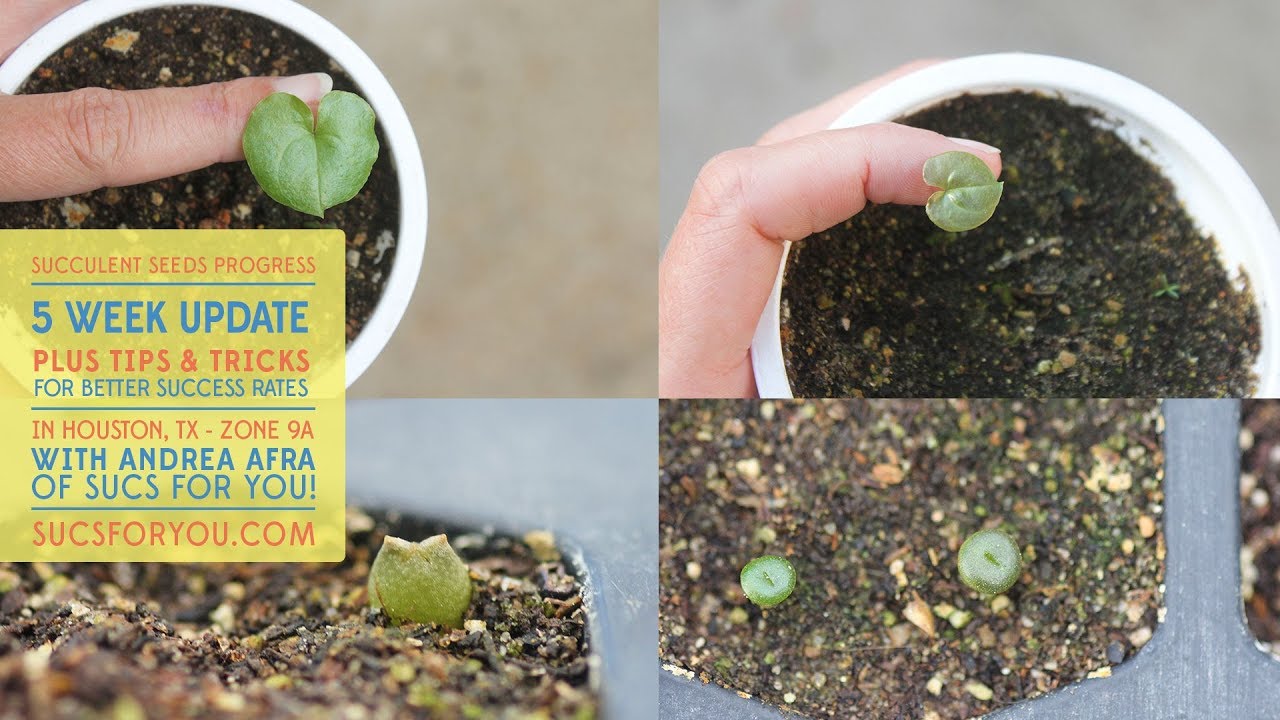 Succulents from Seeds: 5 Week Update