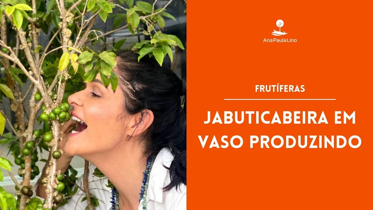FRUTÍFERAS: Como produzir Jabuticaba em vaso?