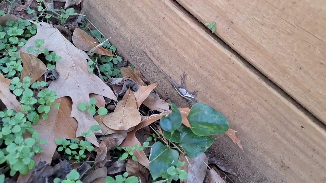 Garden Update 12.27.2025