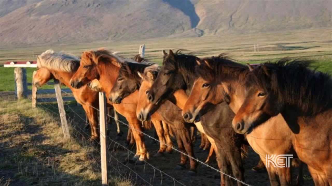 Icelandic Horses | Kentucky Life | KET