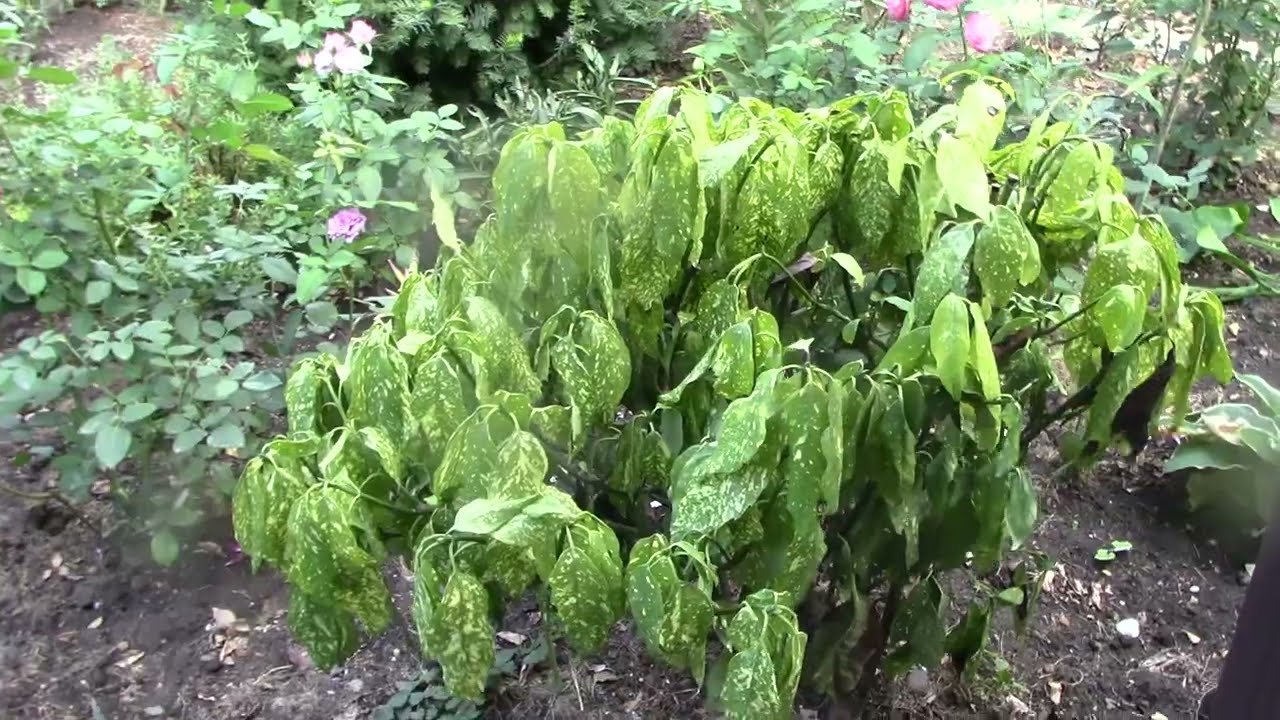 Спасаю аукубу.