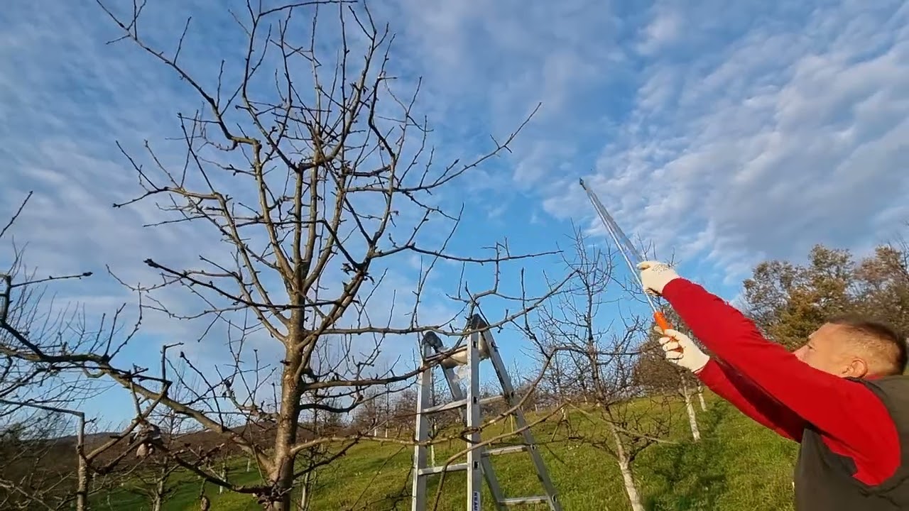 Uslužna rezidba voća-rezidba autohtone sorte kruške