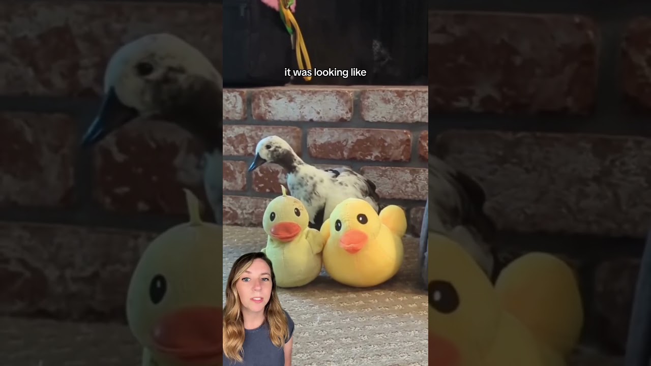 Ducks travel across an ocean to reunite with their favorite human 🦆 #shorts #duck #petduck