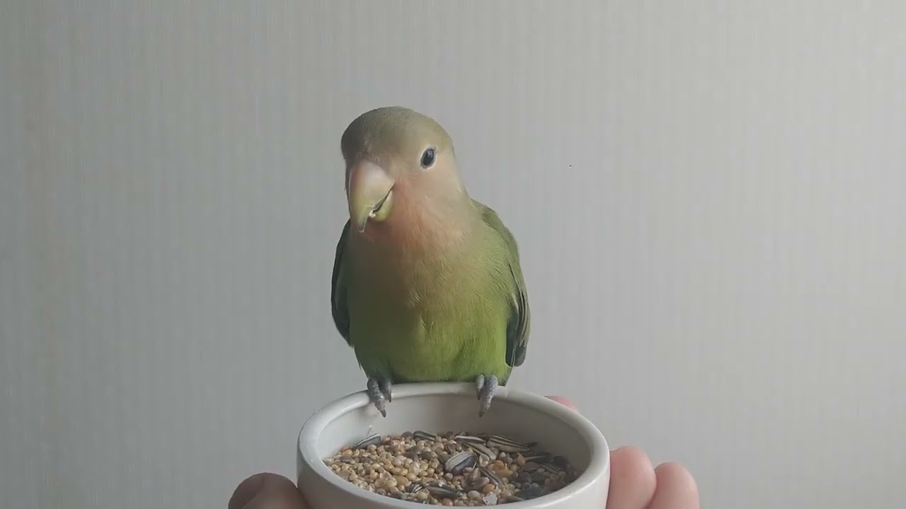 お食事にゆったりクッキーちゃん Cookie enjoying her meal. 🧡🧡🧡