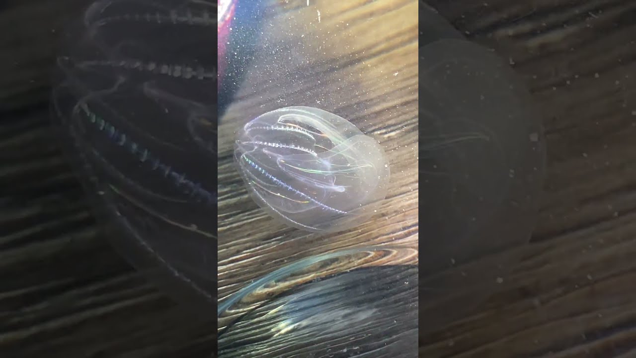 Ctenophora