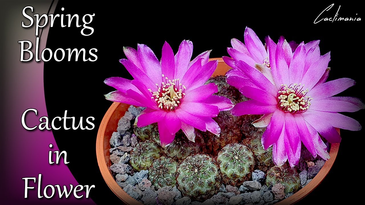 #Cactus & #Succulent Flowers | Spring Blooms 2022 + Time Lapse