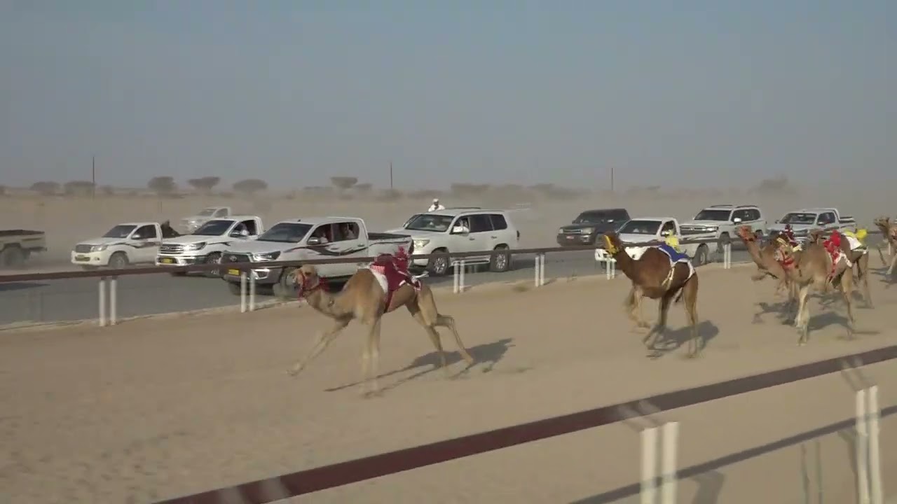 ✅ الشوط9..  م١.الشايبه/سعيد سلطان غثي الغفيلي2:11.56 الأبيض تاهيلات الظافر 14/3/2026