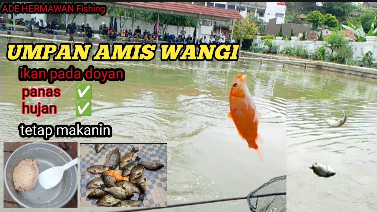 MANCING HARIAN KOLAM VILA ABAH🔥🔥umpan Butut mix serbuk jp mix srikandi