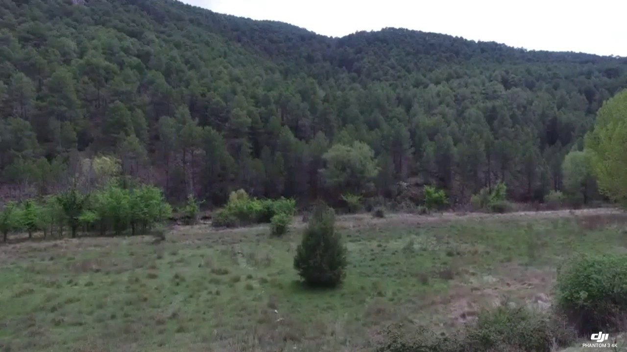 Rio gallo