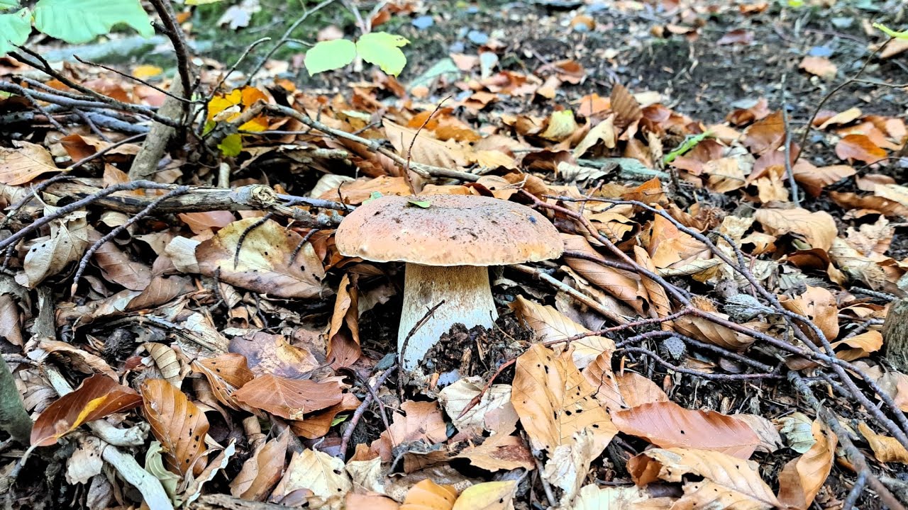 Cyklohríby  11.10. 2025