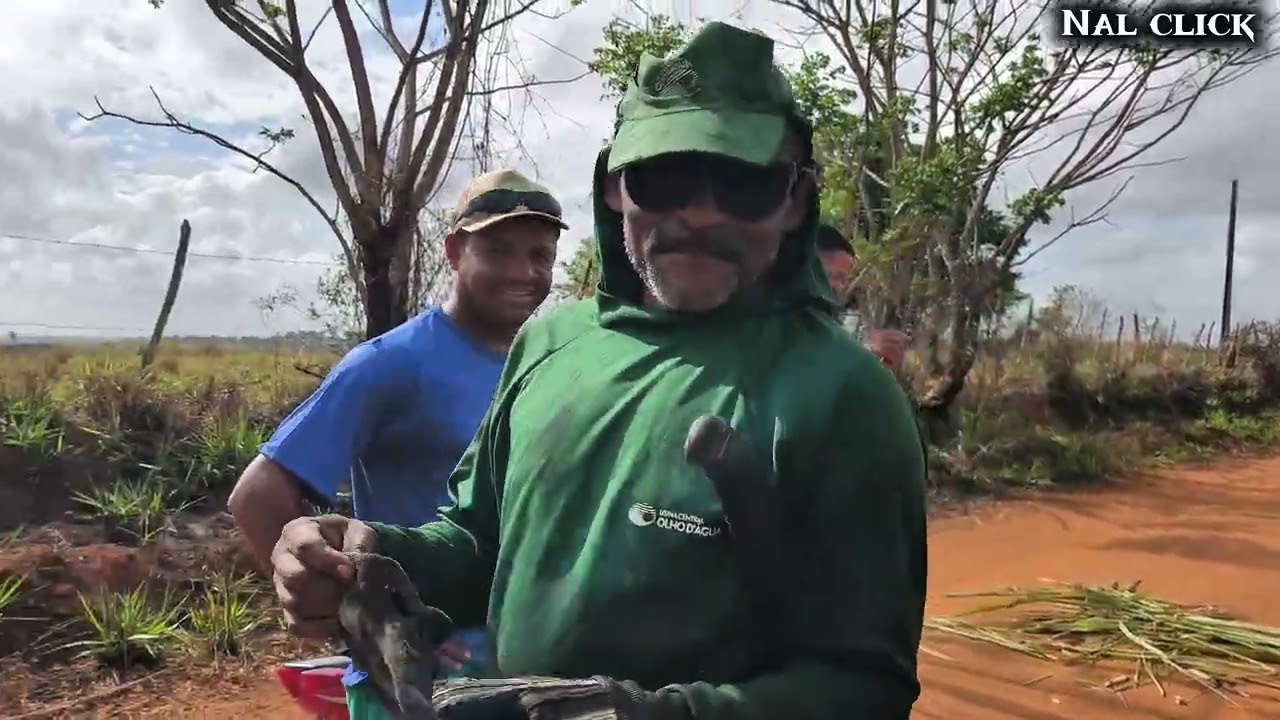 No corte de cana / usina olho d'água 