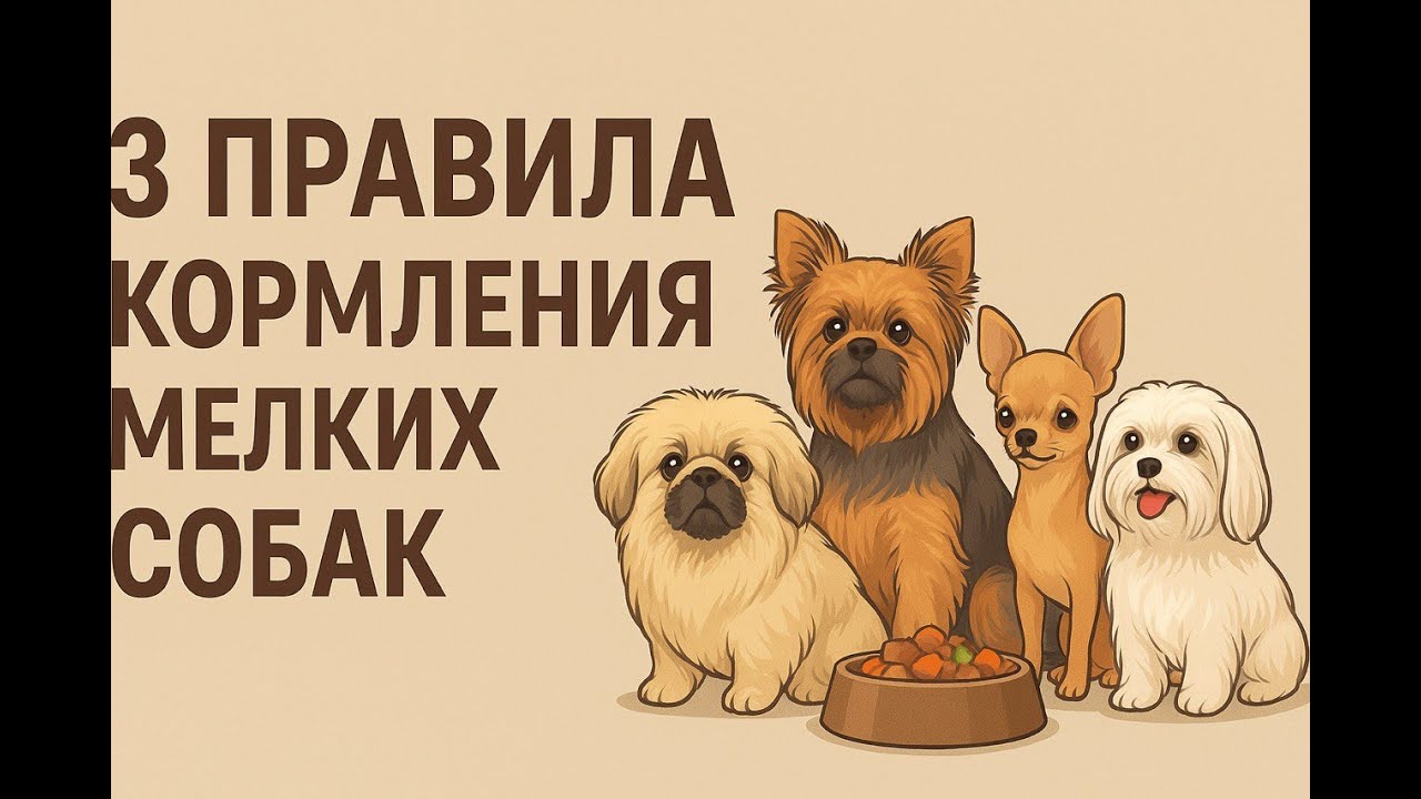 Особенности кормления собак мелких пород: йорки, пекинесы, чихуахуа, мальтезе, шпицы ши-тцу и другие
