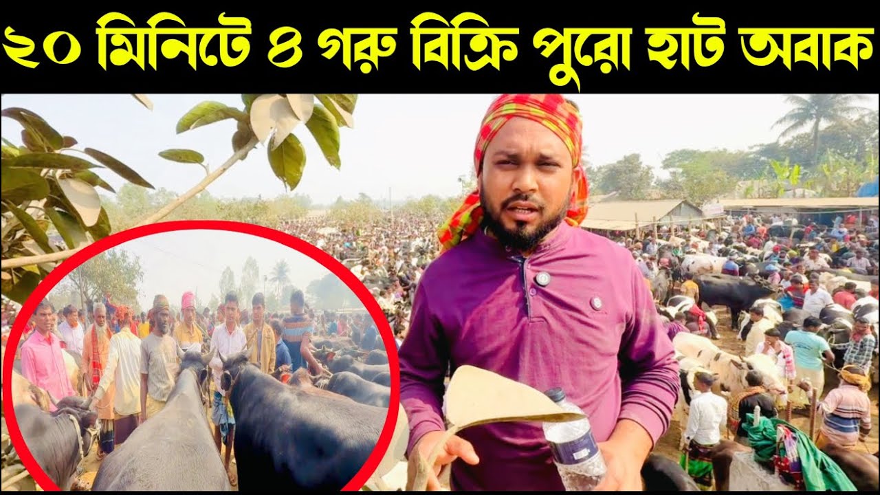 ১৭৭ - ২০ মিনিটে ৪ গুরু বিক্রি পুরো হাত হতবাক। এবং এখন গরুর দাম কেমন আছে তা জানতে হলে ভিডিওটি দেখুন
