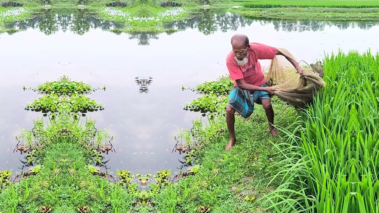 Village Cast Net Fishing Videos - Best Net Fishing Video - Pond Fishing By Fisherman