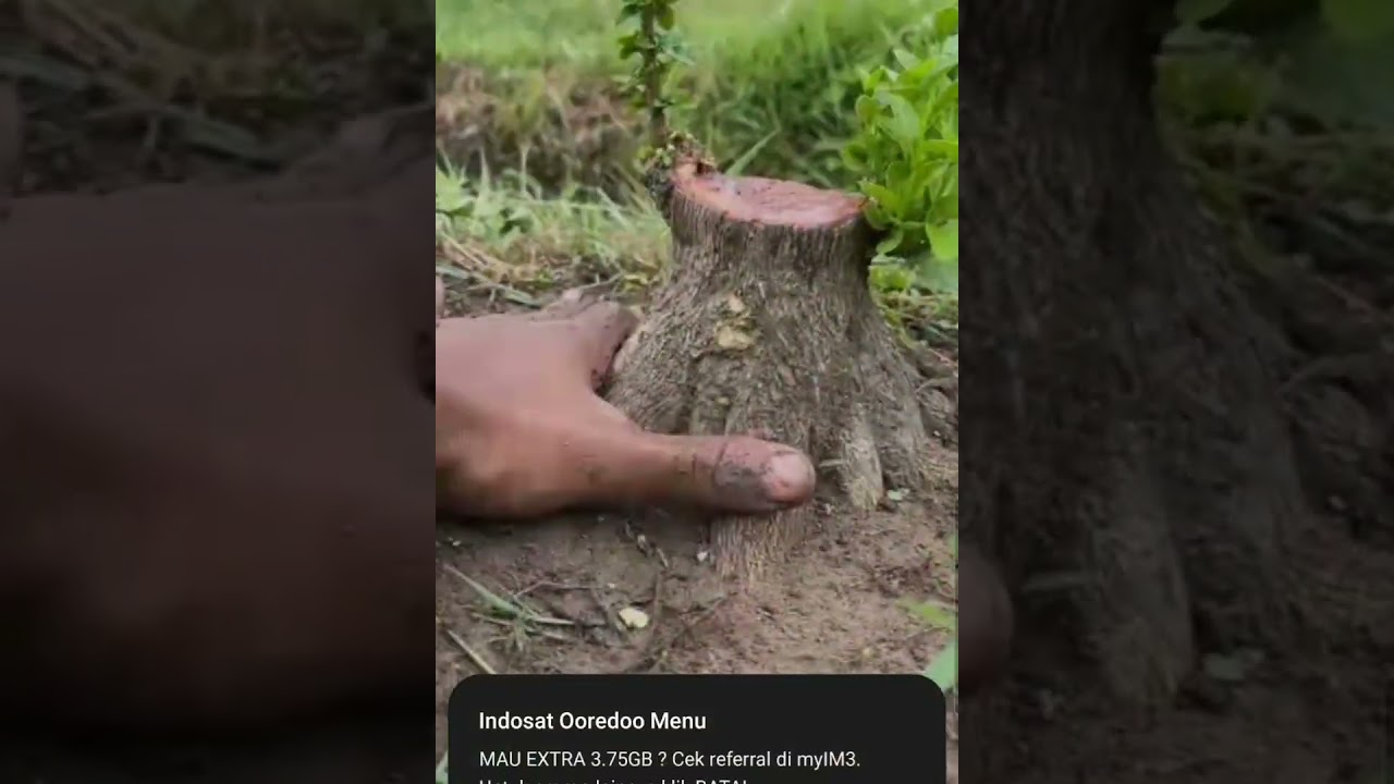 Jenis-jenis pohon bahan BONSAI terbaik
