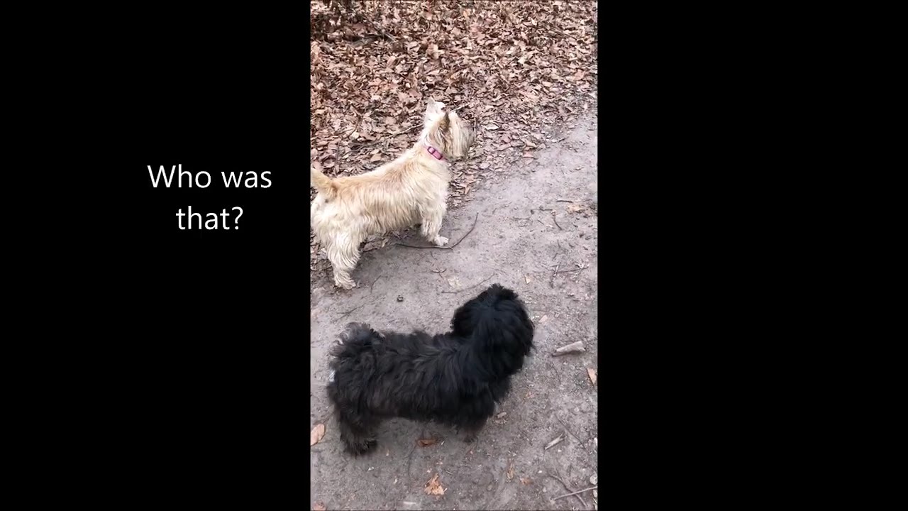 No leash, no tools. Not my dog. Will she escape?