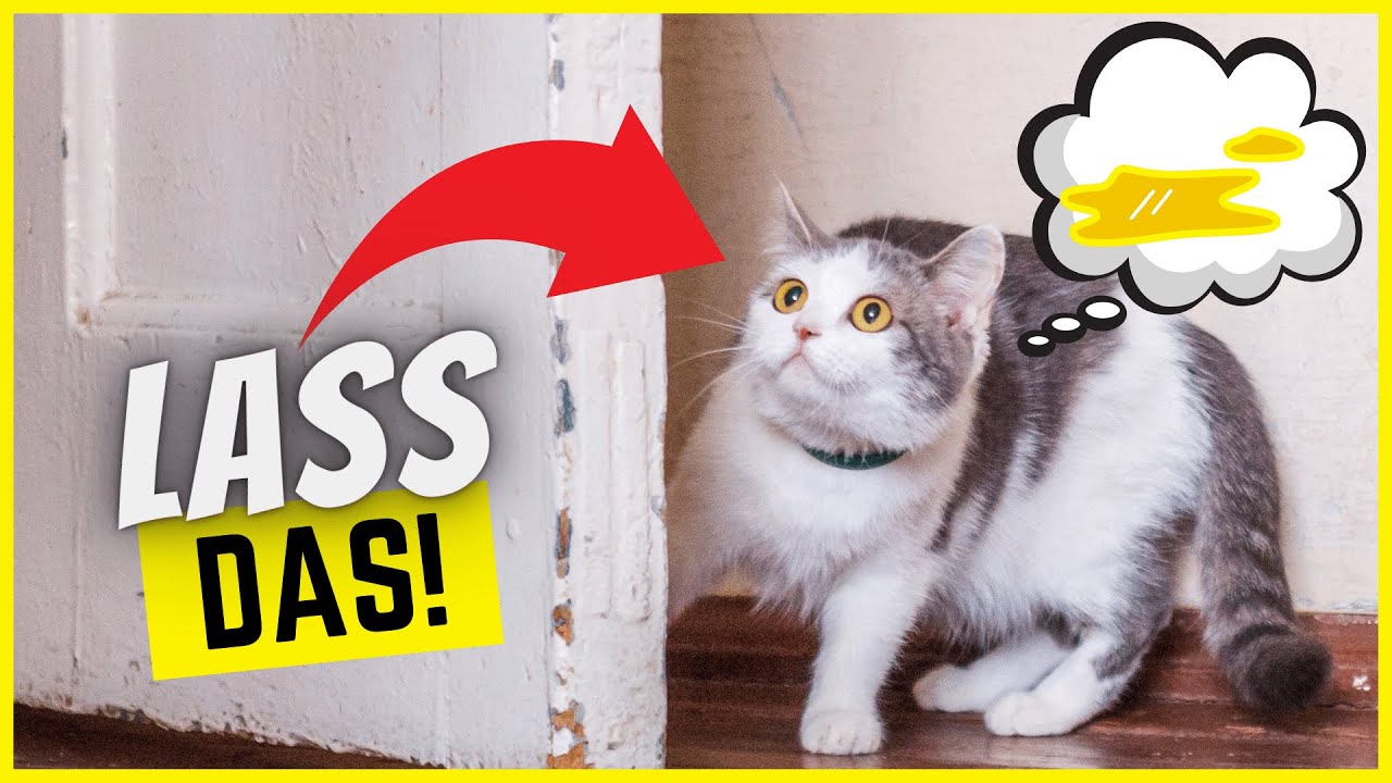 Sobald du DAS tust, pinkelt deine Katze in die Wohnung!