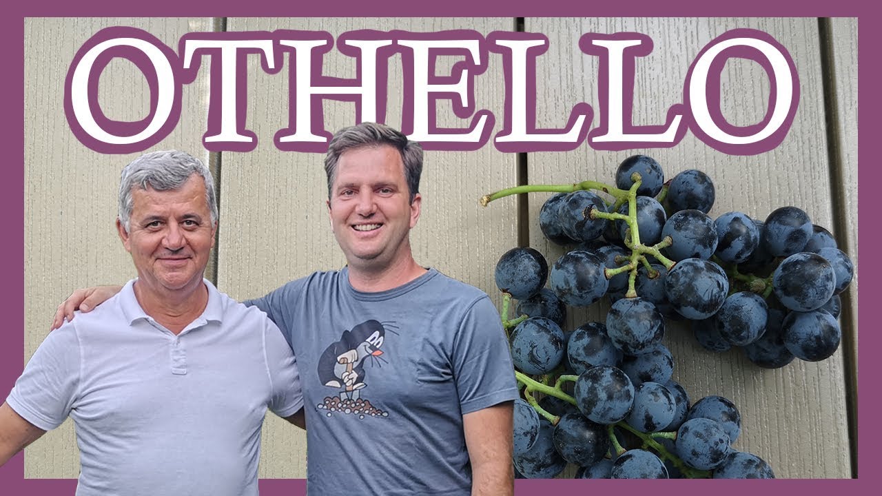 Othello - Beszélgetés Dr. Bakonyi Lászlóval