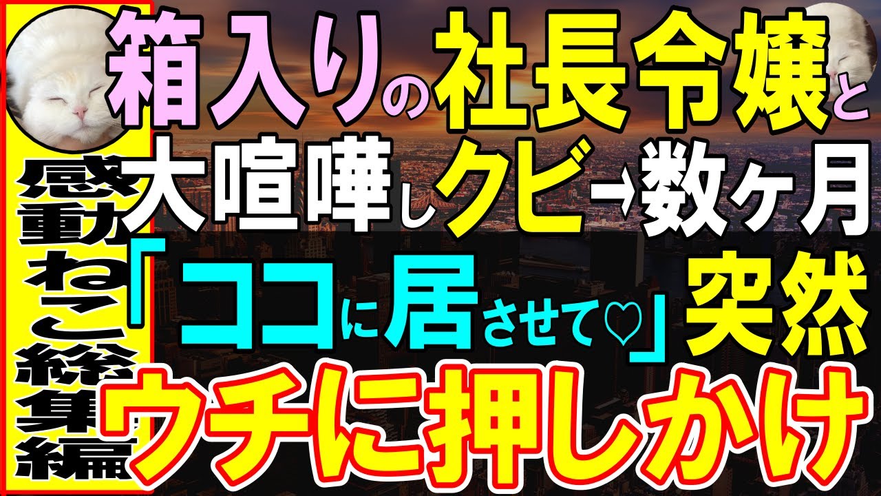 【感動する話】クビになった俺ンチに社長令嬢が押しかけきた。「お願い…ここに居させて」「え？」倒れそうな令嬢の姿に、俺は思わず…【いい話・泣ける話・朗読】