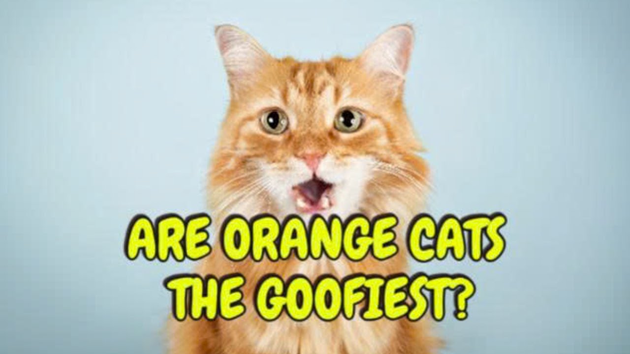 Are orange cats really the goofiest cats? Genetics may have an answer.