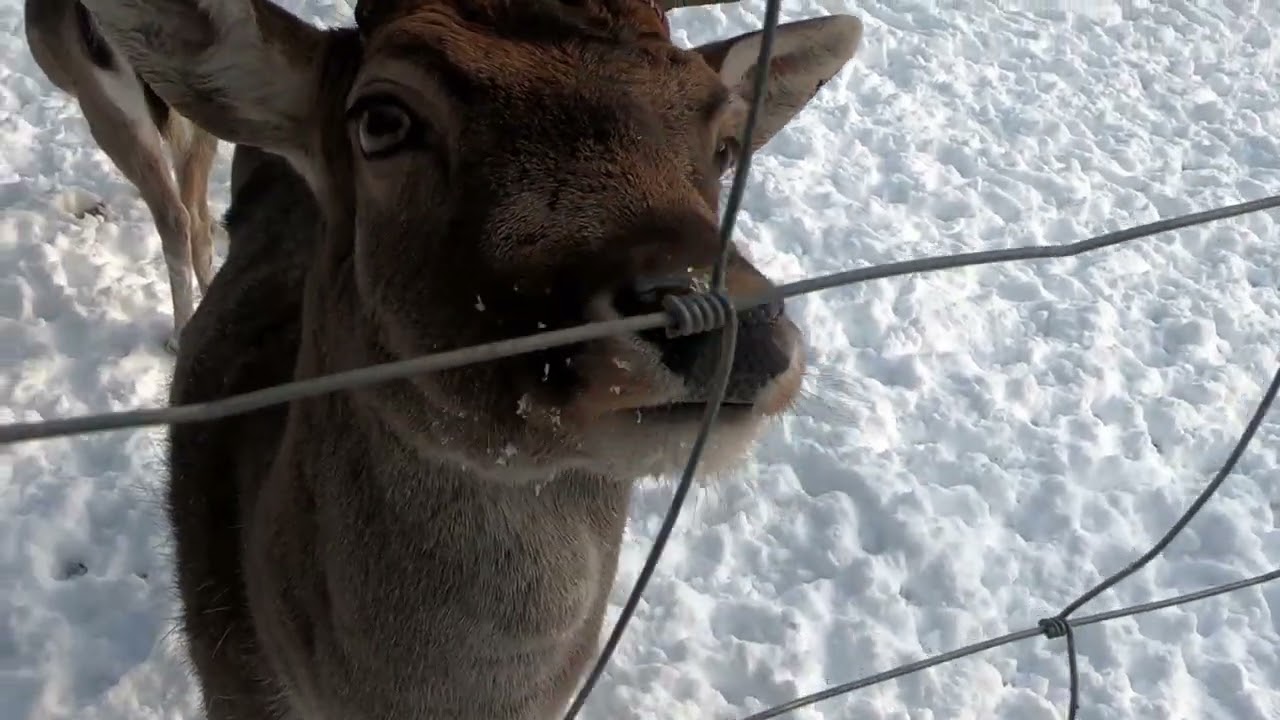 Wildgehege St Blasien