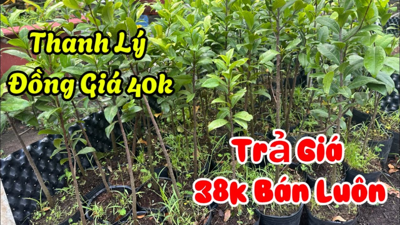 Lh 0907094566(Zalo) Đang Thanh Lý 40k Ai Trả Giá 38k Bán Luôn Bao Ship