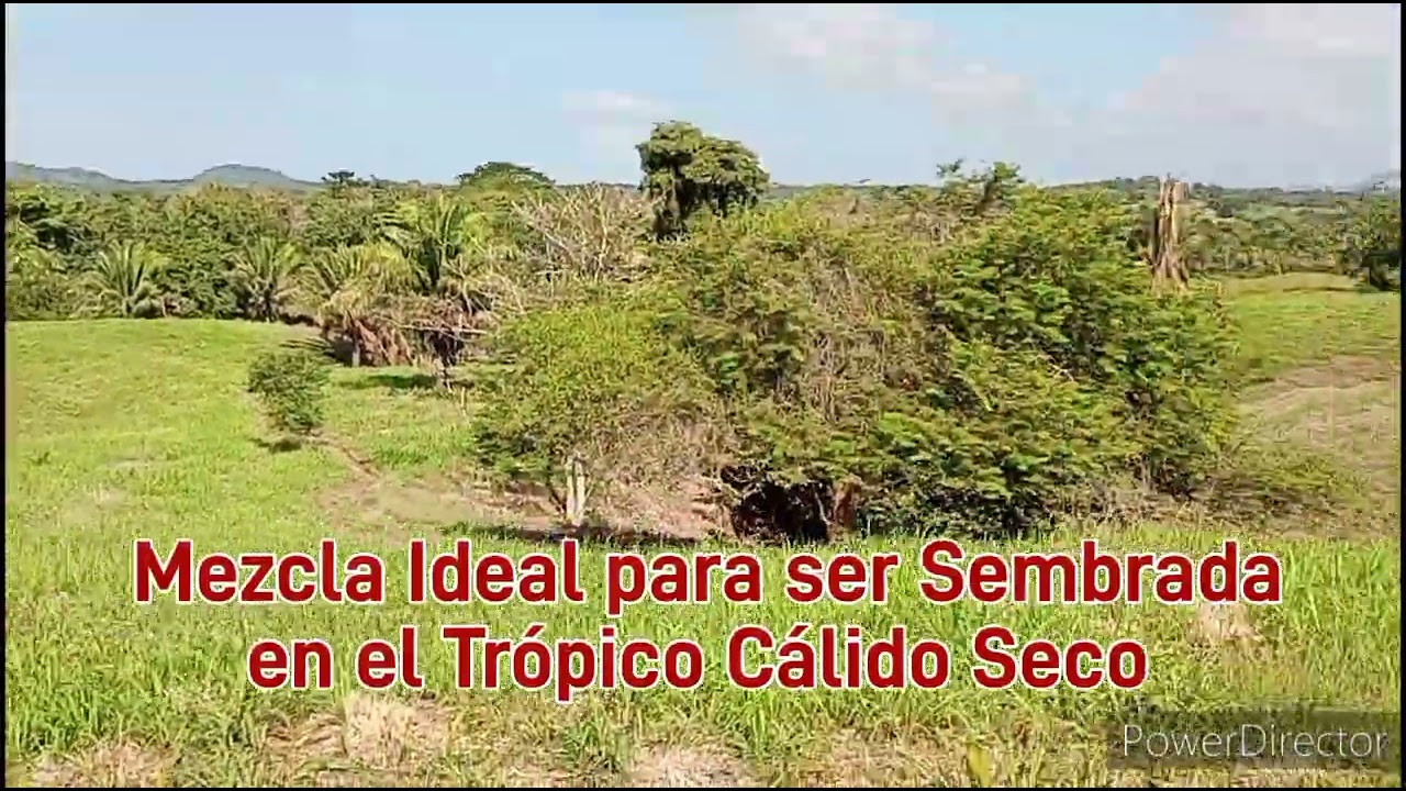 Pasto Mombaza y Pasto Massai. Excelente mezcla para ser Sembrados en el Trópico Cálido Seco