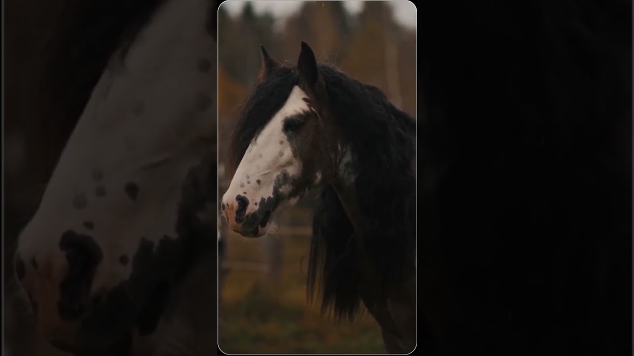 Beautiful gypsy cob 🐴                          