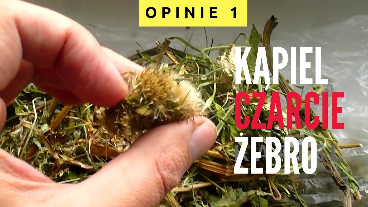 ▪️ Ostrożeń warzywny - czarcie żebro - przygotowanie do kąpieli ♻️